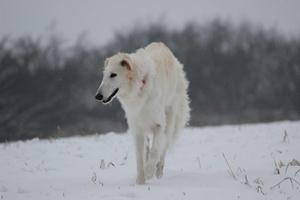 Barsoi-Hündin: SHEEPY