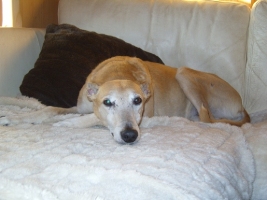 Whippet-Grey-Mix-Rüde: SHILO