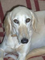 Saluki-Hündin: SINA