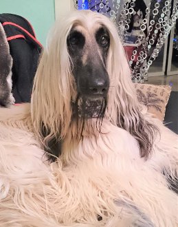 Afghanen-Hündin: SISSY