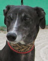 Greyhound-Hündin: SYL