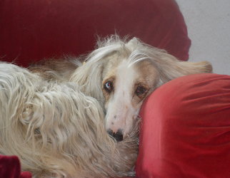 Afghanen-Rüde: SNOOPY