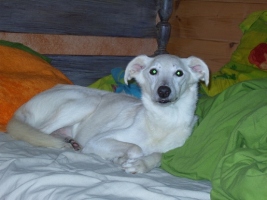 Silken-Windsprite-Rüde: SPARKY