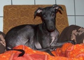 Windspiel-Rüde: STANLEY