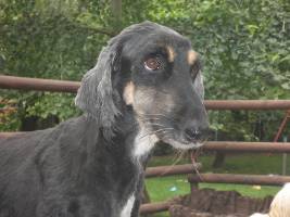 Afghanen-Hündin: SURI