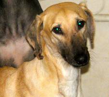 Sloughi-Rüde: TAHIRI