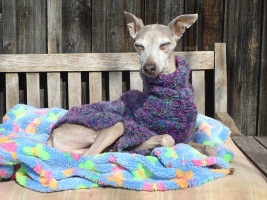 Windspiel-Rüde: TANZIO