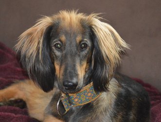 Afghanen-Collie-Mix-Hündin: TESSA