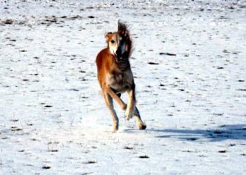 Saluki-Rüde: THARIM