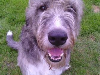 Irish-Wolfhound-Rüde: THOR