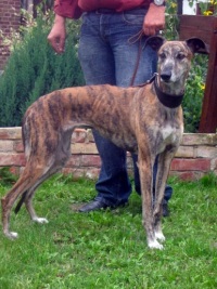 Magyar-Agar-Hündin: TIGGA 