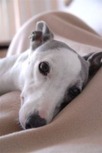 Whippethündin: TILDA