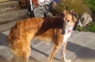 Barsoi-Hündin: TIZIANA