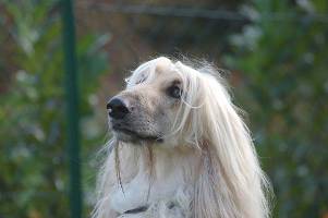 Greyhound-Rüde: TOMMY