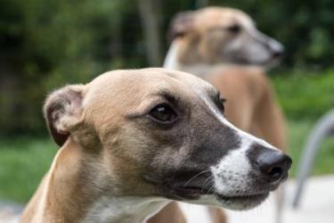 Whippet-Rüden: TOLO und RAYO