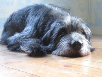 Irish-Wolfhound-Mix-Rüde: TYRION