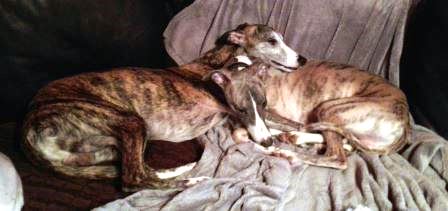 Whippet-Rüden: WINNIE und BEN