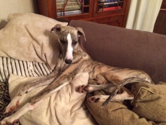 Whippet-Rüde: BERTE