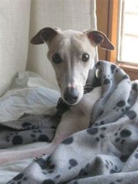 Whippet-Rüde: BUDDY