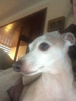 Windspiel-Hündin: EMMA