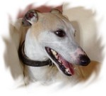 Whippet-Rüde: WHIPI