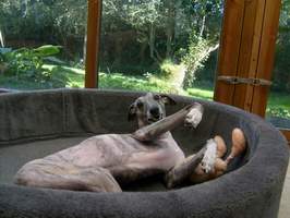 Whippethündin: EMMA