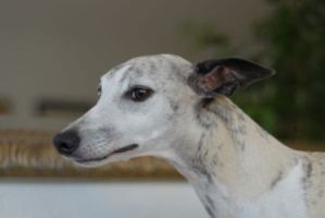 Whippethündin: SALLY