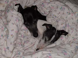 Whippet-Rüden: LUCKY & CANDY