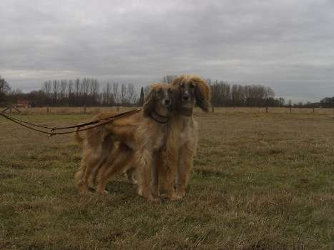 Afghanen-Rüde: DOSTI