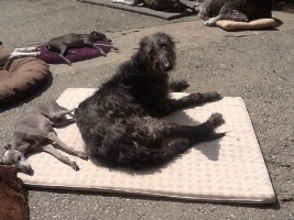 Deerhound-Hündin: WILMA