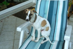 Whippetrüde: MURPHY