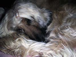 Afghanen-Hündin: XARA