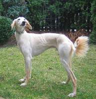 Saluki-Rüde: YASSIN