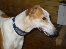 Greyhound-Rüde: YATAGAN