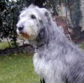 Irish-Wolfhound-Barsoi-Mix-Hündin: JOY