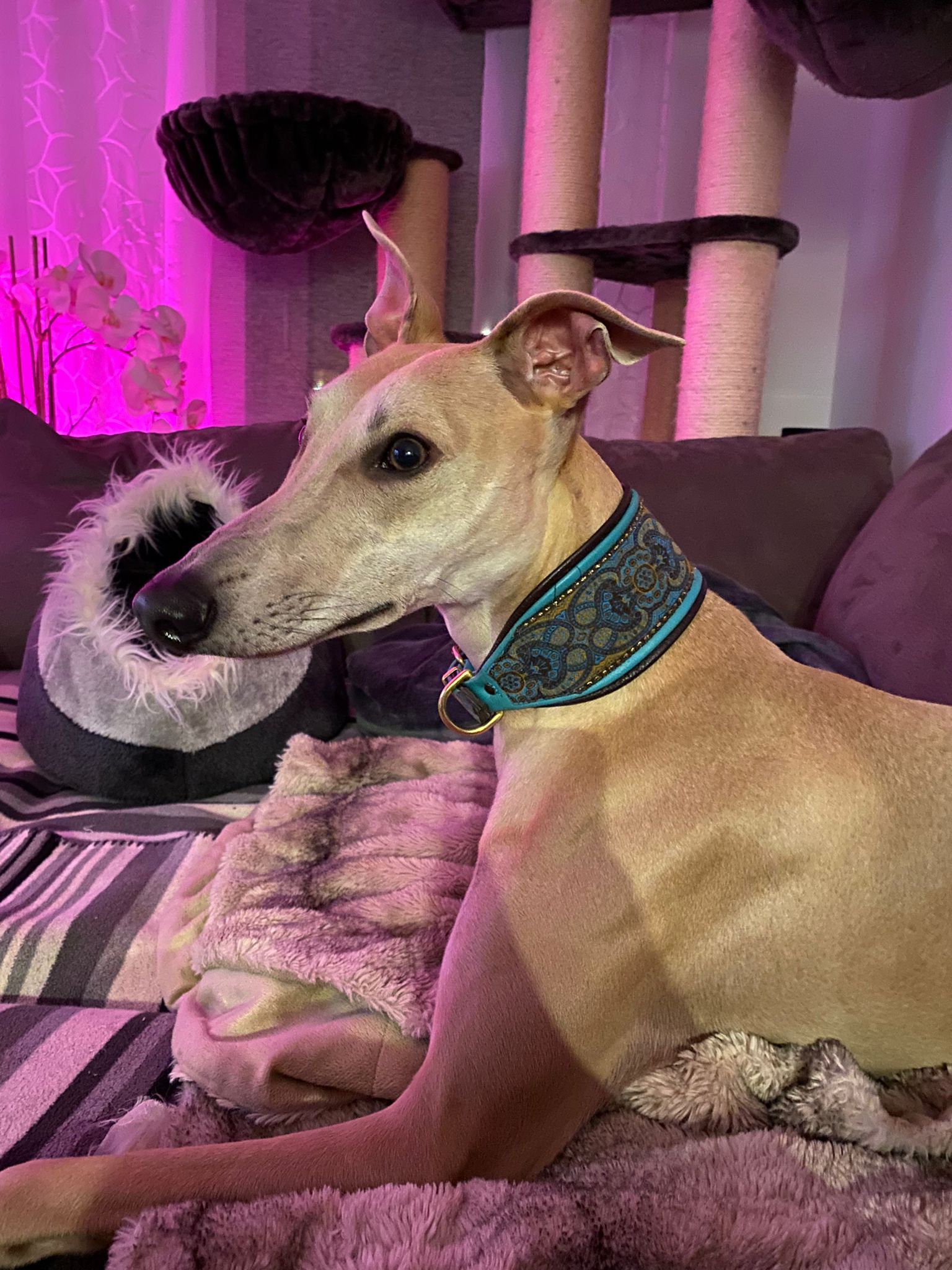 b76a2435 db91 40cc 8f65 65152c755007