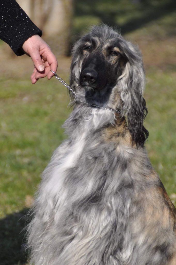 chiens Levrier afghan e9f83f43 7198 3c04 e9c6 c0c1510c6a12 min