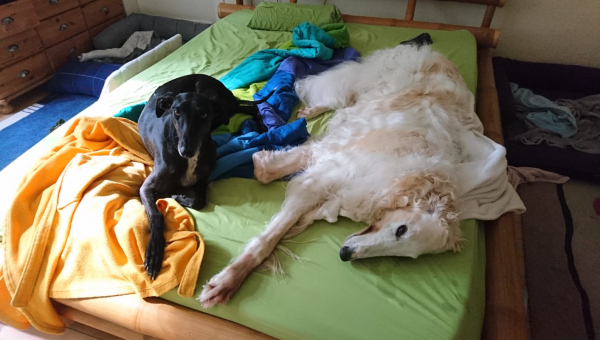 joschi23 11 thumbnail