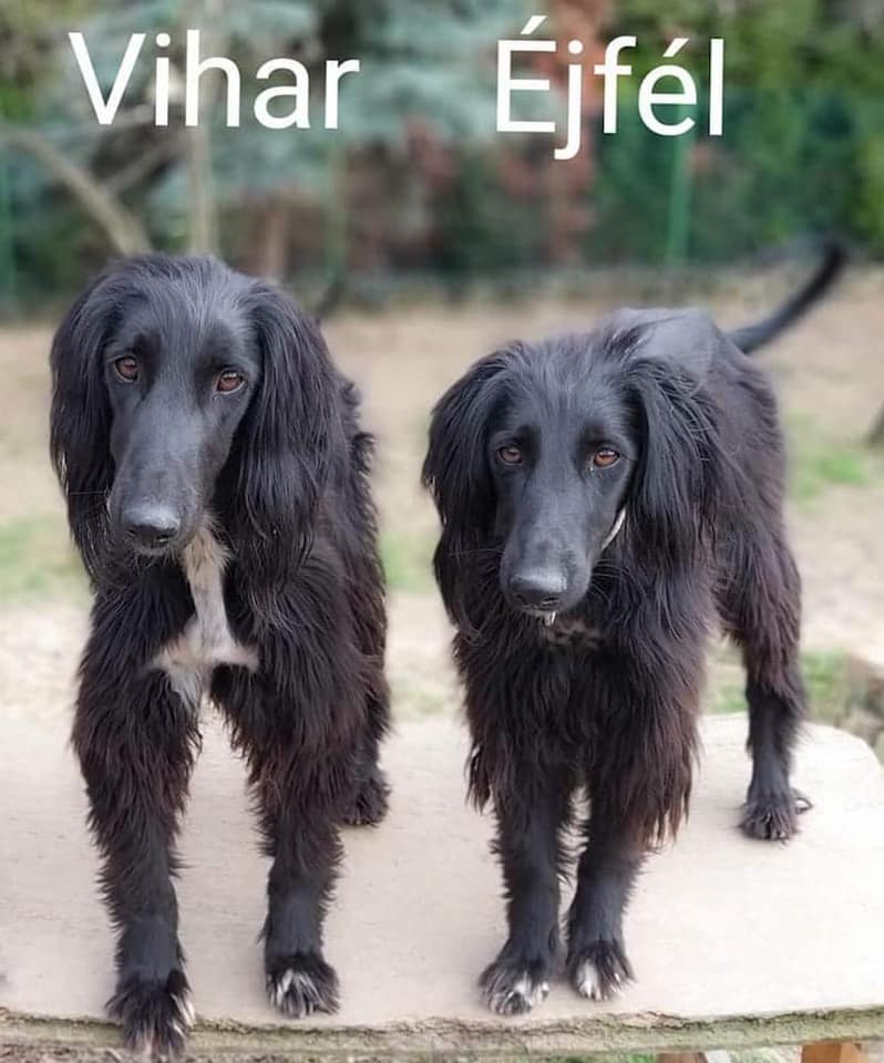 vihareifel